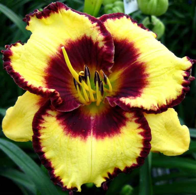 Hemerocallis